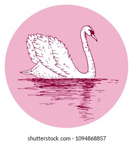 Vector swan illustration with reflection. Swimming elegant swan bird, beautiful wild nature sketch. Royal swan ink outline illustration, hand drawn animal.