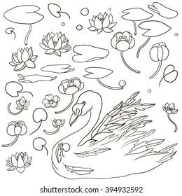 vector swan and water plants,hand drawn natural elements