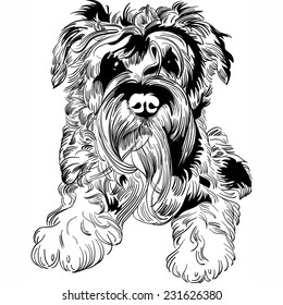 Vector Sweet dog Miniature Schnauzer breed hand drawing vector