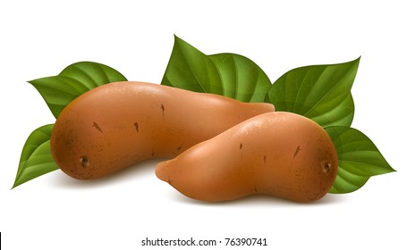 Vector. Sweet Potato With Leaves.