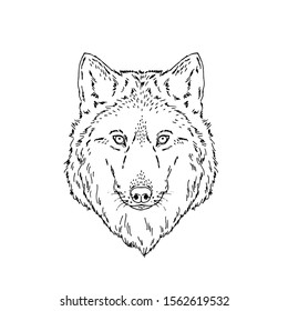 Vector symmetrical portrait illustration of wolf forest animal Hand drawn ink realistic animal sketching isolated on white. Perfect for logo branding colourig book design.