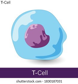 Vector Of T Cell Of Adaptive Immune System Involved In The Activation Of Other Immune Cells And Cytotoxic Function