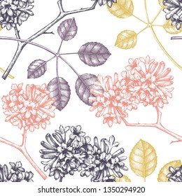 Vector Tabebuia (Pau D'arco) background. Floral seamless pattern. Hand drawn flowering tree sketch. Botanical design template. Vintage medical plant drawing.