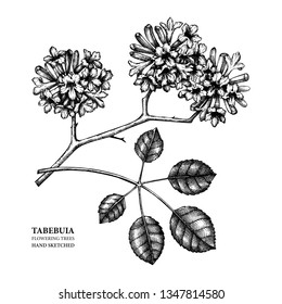 Vektorillustration Tabebuia (Pau D'arco) Illustration. Handgezeichnete Blumenskizze. Botanische Design-Vorlage. Vintage Medical Plant Zeichnung.