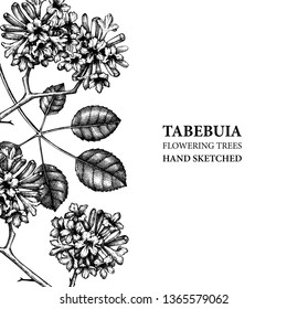 Vector Tabebuia (Pau D'arco) illustration. Hand drawn flowering tree sketch. Botanical design template. Vintage medical plant drawing.