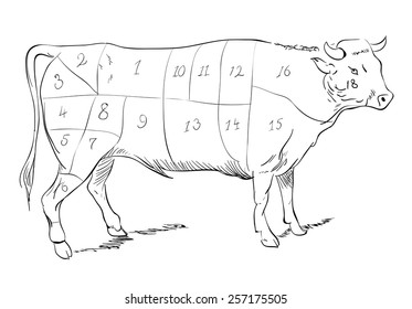 Vector Tablet Drawing Of A Beef With Cutting Parts