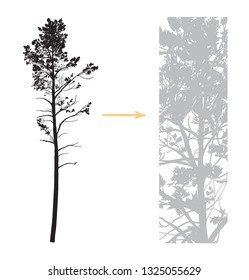 Vector tall pine silhouette. High image detail.