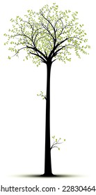 Vector tall tree isolated over white with  green foliage and black tree. Silhouette suitable for sticker and decorative element