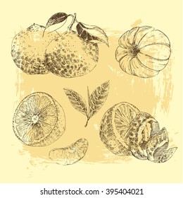 vector tangerine hand drawn sketch