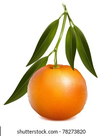 Vektor Tangerine (Mandarin) mit Blättern.