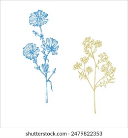 Vector Tansy, chicory.. Hand painted Tanacetum Vulgare flower. Graphic clip art isolated on background. Botanical and wedding illustration. For designers, invitations, decoration, postcards, wrapping 