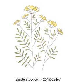 Vector tansy flowers. Vector meadow filed tansy drawing. Summer floral wildflower with yellow blooms, petals and green leaves. Colorful provence garden illustration.