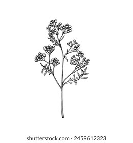 Vector Tansy. Hand painted Tanacetum Vulgare flower. Graphic clip art isolated on background. Botanical and wedding illustration. For designers, invitations, decoration, postcards, wrapping paper, scr