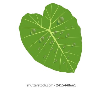 vector of taro leaves hit by rain water

