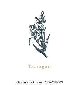 Vector Tarragon sketch. Drawn spice herb in engraving style. Botanical illustration of organic, eco plant. Used for farm sticker, shop label etc.