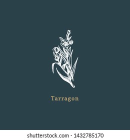 Vector Tarragon sketch. Drawn spice herb in engraving style. Botanical illustration of organic, eco plant. Used for farm sticker, shop label etc.