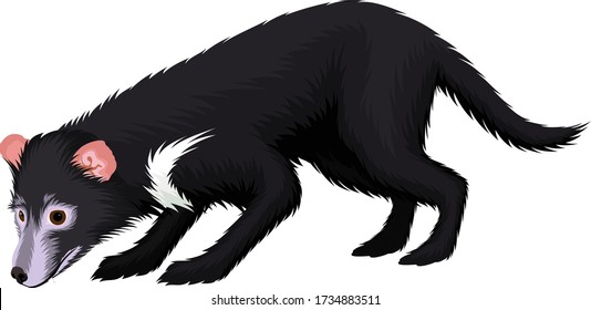vector tasmanian devil illustration on white