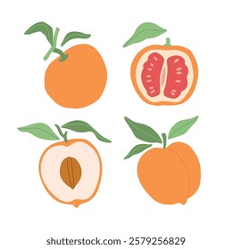 Vector tasty peaches and oranges, leaves and slices illustration collection. Modern hand drawn orange fruits clip art set for books, stationery, banners and social media
