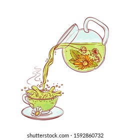 Vector tea flowers brew process  Make   pour in transparent cup hot aromatic drink and blossoming tea leaves  Sketch hand drawn illustration 