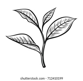 Vector tea leaves. Drawn herbal illustration in sketch style