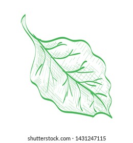 Vector Teak Leaf, Hand Drawn Illustration. Cross Hatch Pencil Sketch Style.