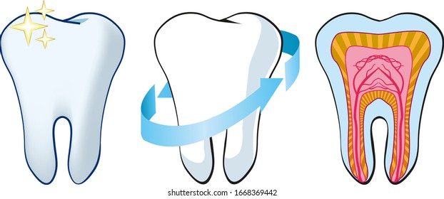 vector teeth on a transparent background, a tooth in a section