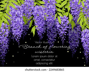 Vector template banner bush blooming wisteria in engraving style