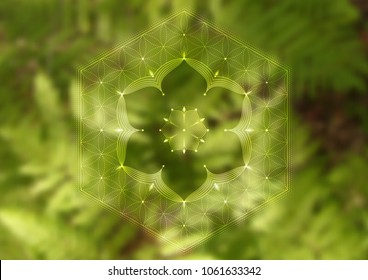 Vector template of banner, horizontal format; Spiritual sacred geometry; "Flower of life" and lotus on psychedelic photographic background with green grass; Yoga, meditation and relax.