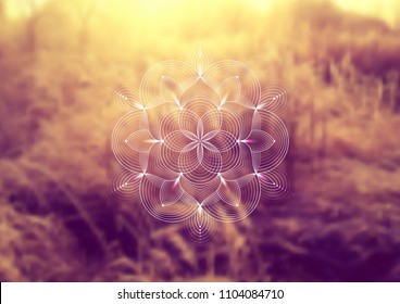 Vector template of banner, horizontal format; Spiritual sacred geometry; "Flower of life" and lotus on psychedelic natural forest photographic background; Yoga, meditation and relax.