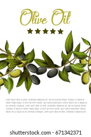 Vector template with black and green olives on white background. 
