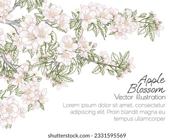 Plantilla vectorial con una rama de un árbol de manzanas floreciente al estilo de grabado