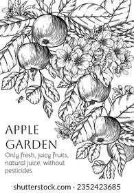 Vector template branch with fruits, leaves and blossoms of an apple tree in engraving style