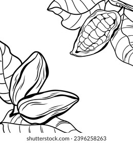 Vector template with cocoa fruits and leaves in line art style, minimalistic hand drawn design