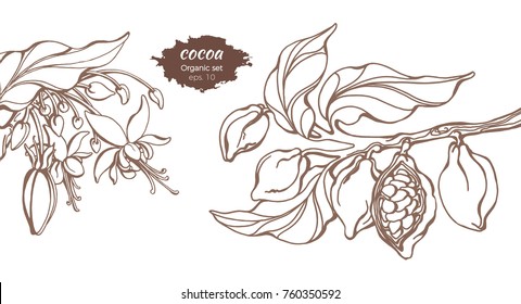 Vector template of cocoa tree branches with leaf, flower and bean. Botanical drawing. Simple sketch cacao, floral realistic set. Organic food. Illustration isolated on white background. Copy space 