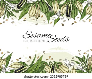 Diseño de plantillas vectoriales con semillas de sésamo con hojas, cápsulas de vástago, granos y flores. Ilustración coloreada a mano sobre fondo blanco con mancha acuarela y letras