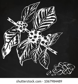 Vector template with engrave of coffee branch,leaves and beans. Nature card on vintage black background. Hand drawn sketch style for menu, label, poster, card, symbol.
