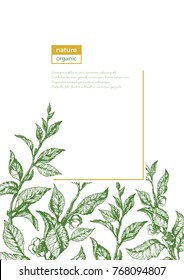 Vector template of organic nature sketch branch of tea. Realistic leaf, flower. Invitation with floral illustration. Flyer of green card with text and gold frame. Simple design on white background. 