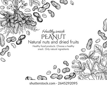Vector template with peanut bush  in engraving style. Graphic banner withgroundnut. Frame with growing healthy snack. Nuts in shell and cut. Peanut butter