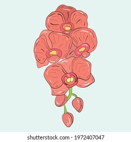 Vector template of plants and flowers. Flowers of the pink orchid. Stock illustration.