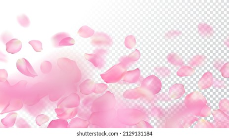 Vector template of realistic pink rose petals on transparent background. Close-up. Wallpaper of flying blurred sakura petal with blur effect. Floral illustration for banner, romantic greeting card