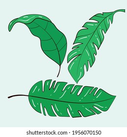 Vector template set of plants and flowers. Collection of banana leaves. Three options. Stock illustration.