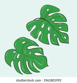 Vector template set of plants and flowers. A collection of monstera leaves. Stock illustration.