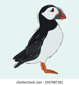 Vector template of a tropical bird. An important Atlantic puffin bird. Puffin-bird. Stock illustration.