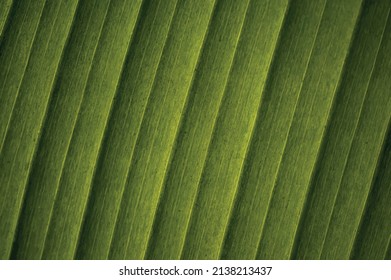 Vektorstruktur, Natur in grünen Tönen. Abstrakter Hintergrund für Präsentation, Cover oder Website-Design.