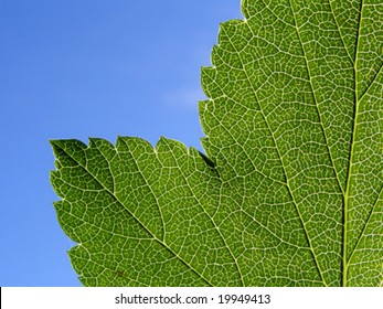 Vektorstruktur des Blatts der Birke auf blauem Hintergrund
