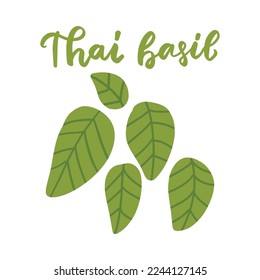 Vector thai basil vector illustration. Asian spices cooking delicious asian food. asian food, asianfood