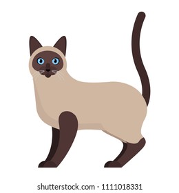 Vector Thai Cat Traditional or Old-Style Siamese Cat Illustration Isolated on White Background. 