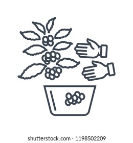 vector thin line icon coffee tree, plant, harvesting coffee berries