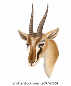 Vector Thomson's gazelle portrait isolated on white background