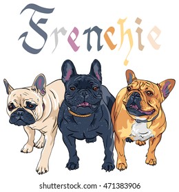 Vector three Black Masked Fawn, brindle and tan dogs French Bulldog breed